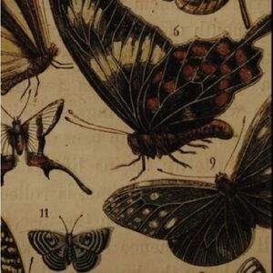 Meet your Posher, Carli